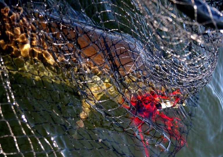 Rule Breakers: Muskie on the Fly